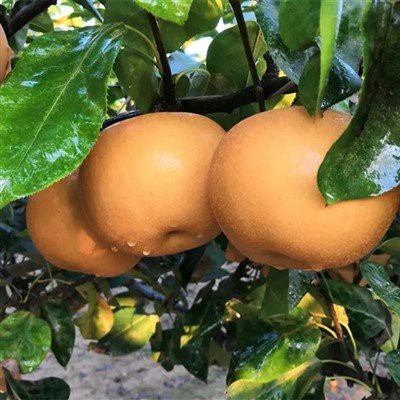 Hur länge kan päron i en presentförpackning hålla sig?